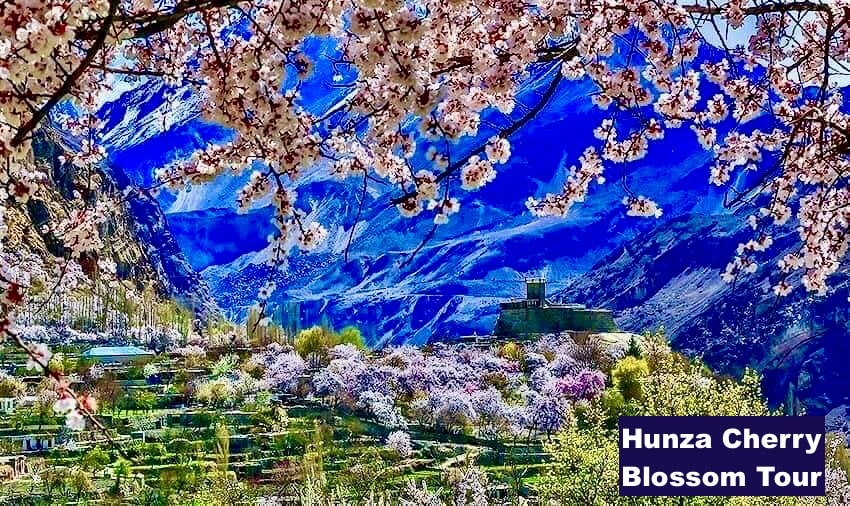 Hunza cherry blossom Tour