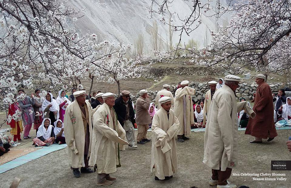 cherry blossom in Hunza valley.