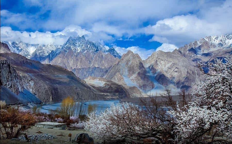 cherry blossom Hunza