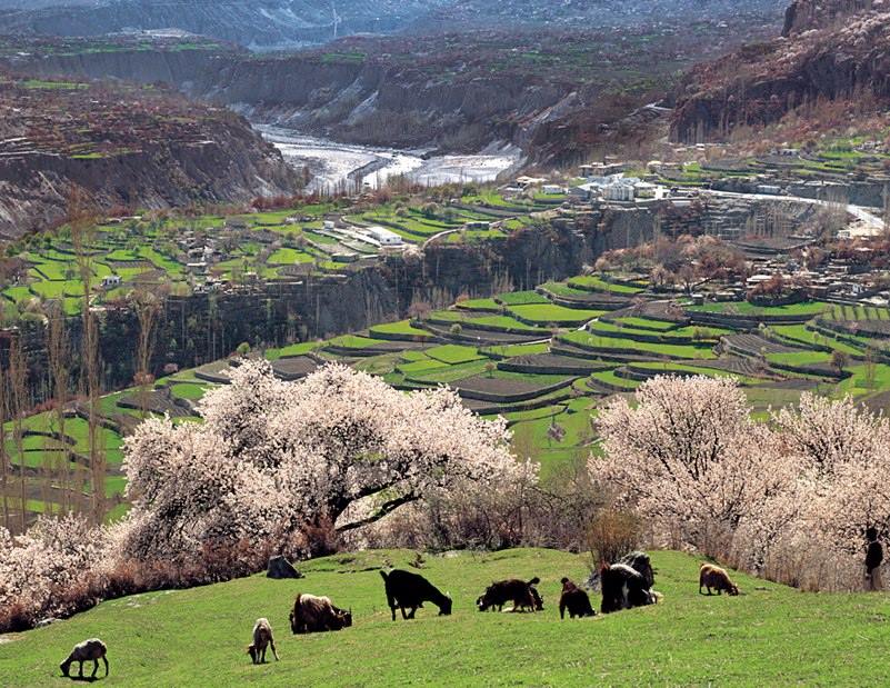 Hunza Cherry blossom tour